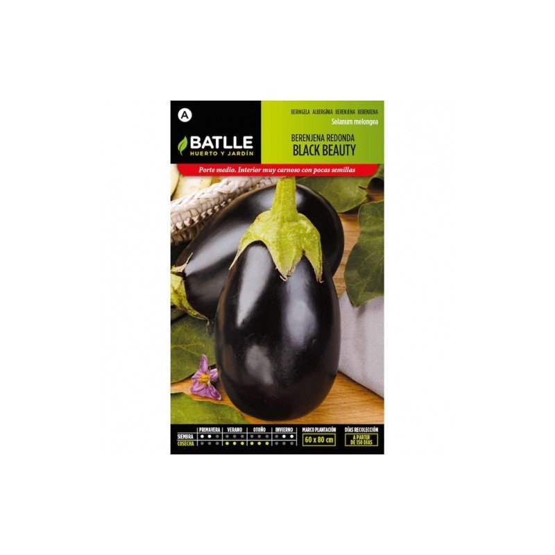 Berenjena REDONDA Black Beauty