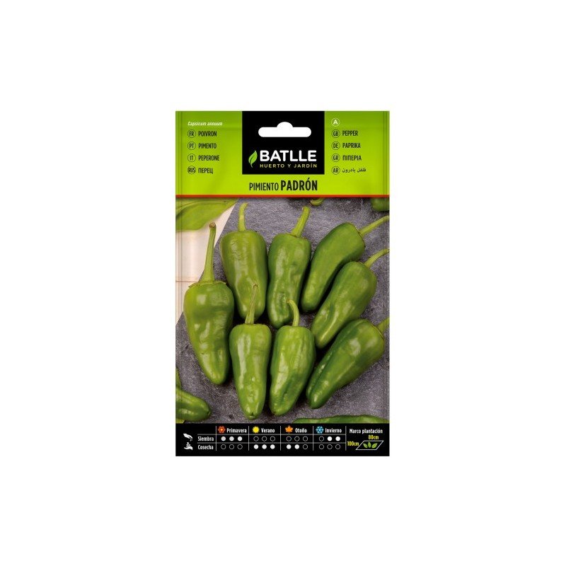 Pimiento PADRON
