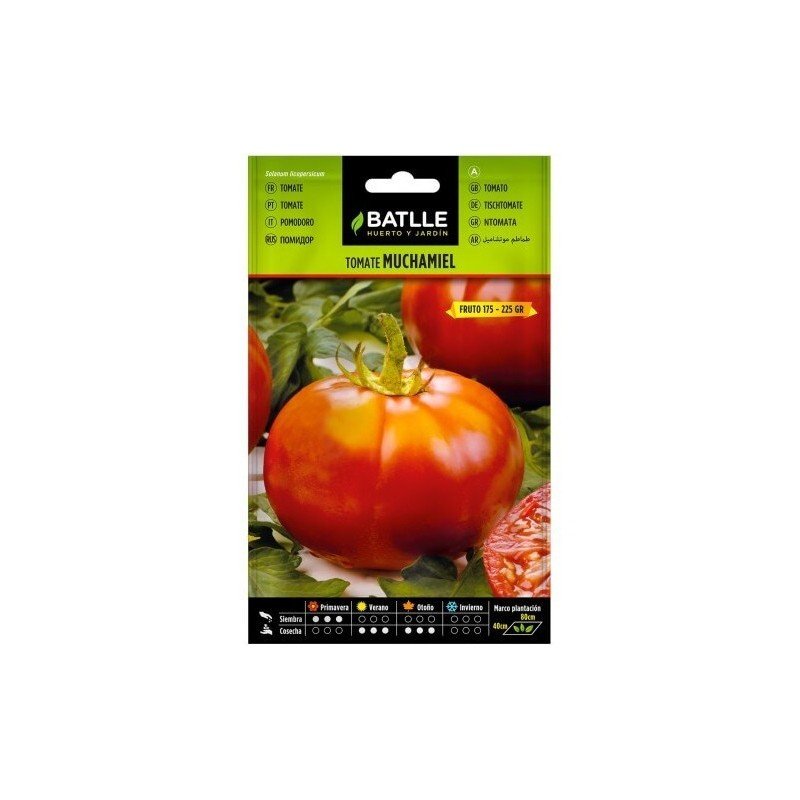 Tomate MUCHAMIEL