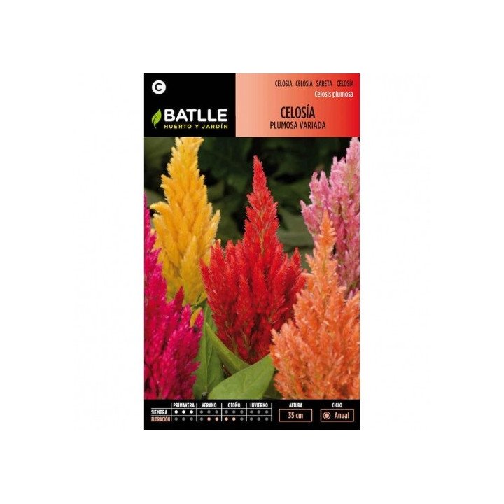 Celosia PLUMOSA variada