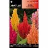 Celosia PLUMOSA variada