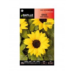 Girasol enano Wahoo Amarillo