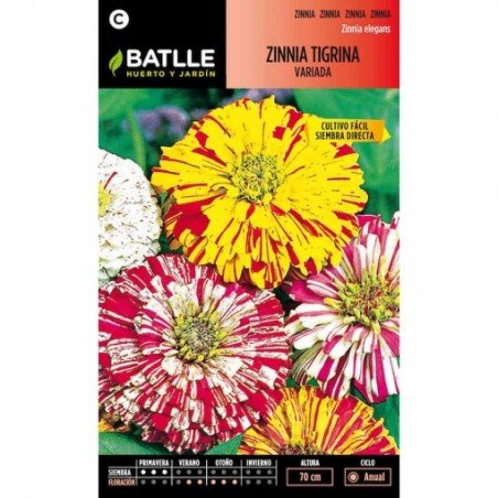 Zinnia TIGRINA variada