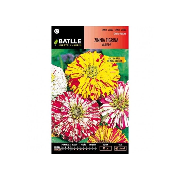 Zinnia TIGRINA variada