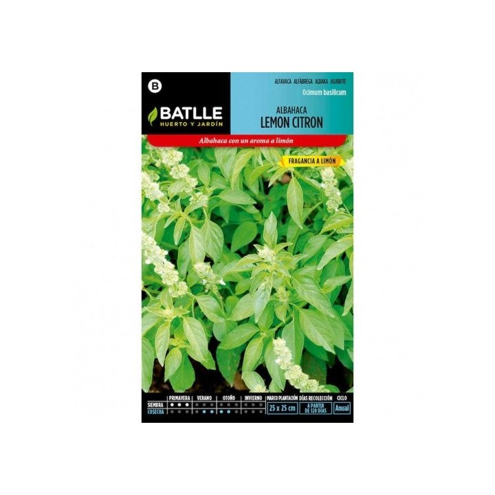 Albahaca Lemon Citron