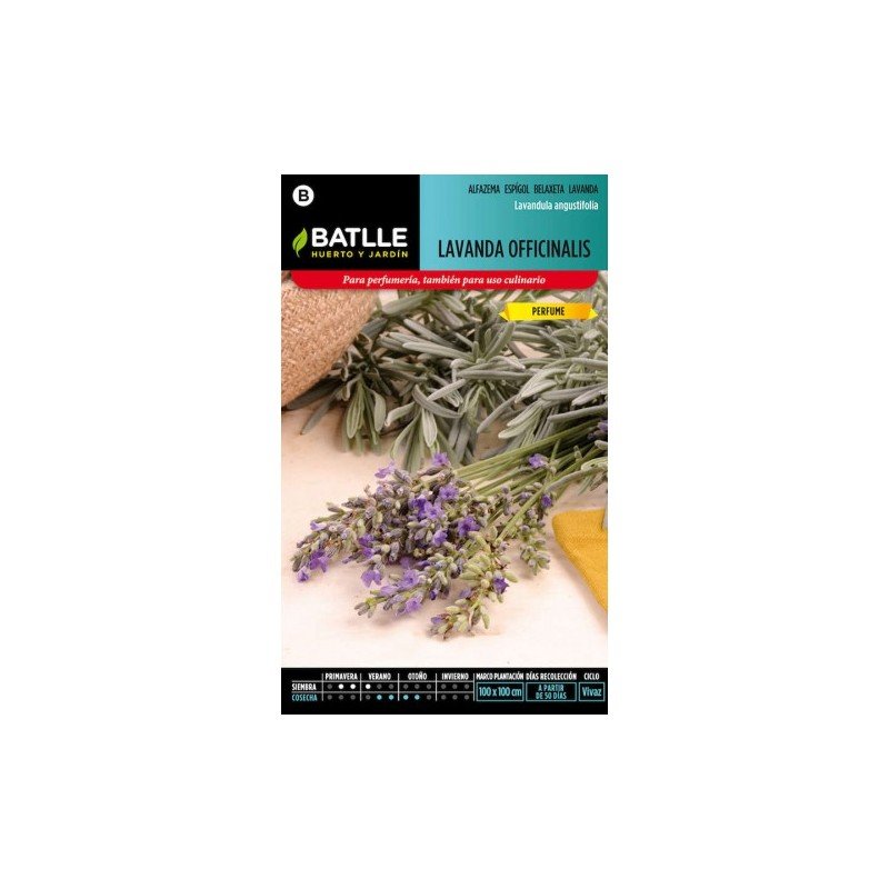 Lavanda OFFICINALIS