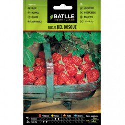 Fresas de Bosque