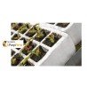 BANDEJA SEMILLERO BLANCA